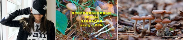 PSILOCYBIN Балабаново